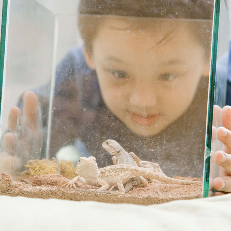 child looking at lizards in a tank